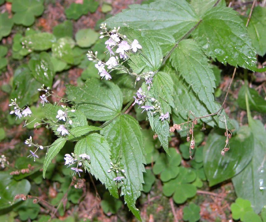 Veronica urticifolia / Veronica a foglie di ortica